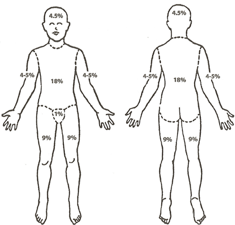 Outlines front and back with percentages on each part